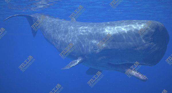 images/goods_img/20210312/Sperm Whale Male Rigged/1.jpg